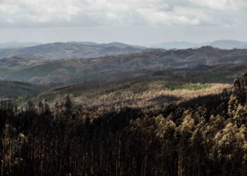 Pedrógão Grande: Associação Fénix pediu nulidade de relatório sobre incêndios, tribunal indeferiu acção