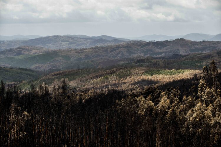 Pedrógão Grande: Associação Fénix pediu nulidade de relatório sobre incêndios, tribunal indeferiu acção