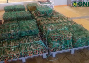 Desembarcou quase 500 quilos de lagosta sem passar pela lota