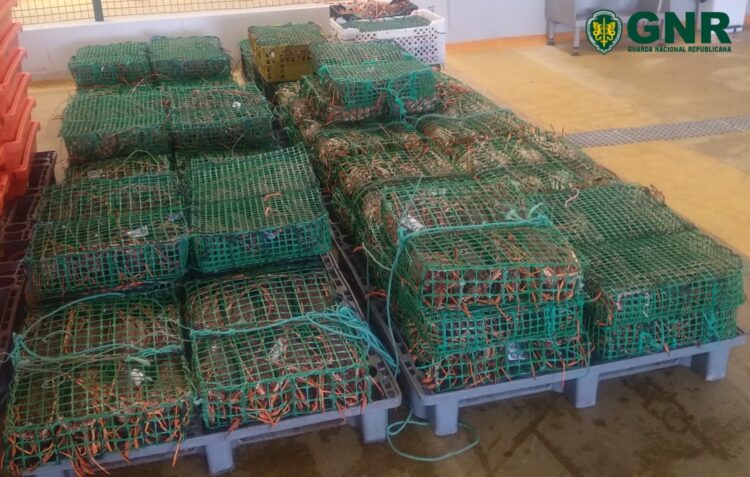 Desembarcou quase 500 quilos de lagosta sem passar pela lota
