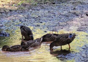 Já foram devolvidos os três patos levados pela população em A-dos-Francos