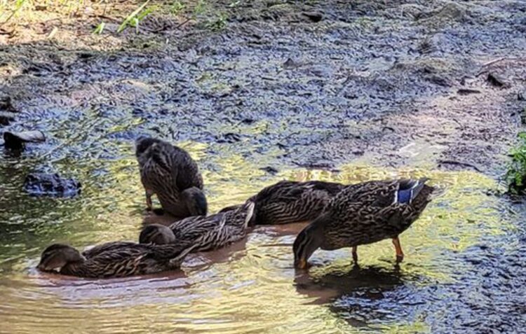 Já foram devolvidos os três patos levados pela população em A-dos-Francos