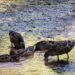 Já foram devolvidos os três patos levados pela população em A-dos-Francos