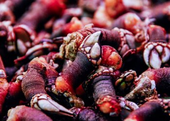 Falta de licença e apanha excessiva resultam em apreensão de 38 quilos de percebes no Baleal