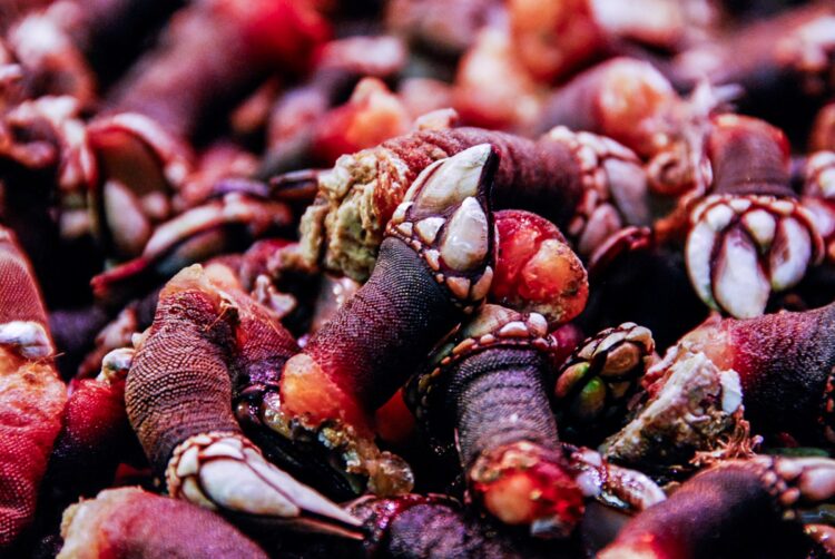 Falta de licença e apanha excessiva resultam em apreensão de 38 quilos de percebes no Baleal