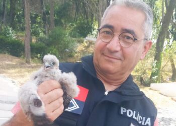 Falcão peregrino resgatado pela PSP no Castelo de Leiria