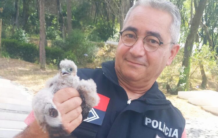 Falcão peregrino resgatado pela PSP no Castelo de Leiria