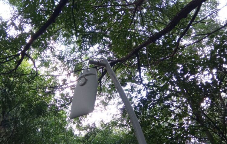 Candeeiros e árvores alvo de vandalismo no Polis de Leiria
