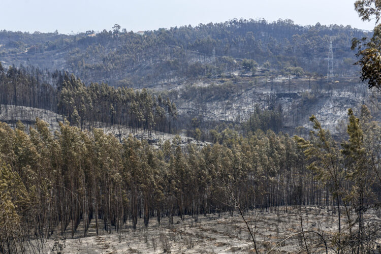 Incêndios: Câmara de Pombal pede medidas de apoio “ágeis e pouco burocráticas” para vítimas