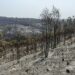 Incêndio no concelho de Leiria teve origem num monte de lixo