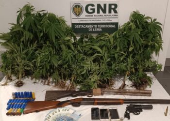 Cultivava canábis em Porto de Mós e foi apanhado em flagrante