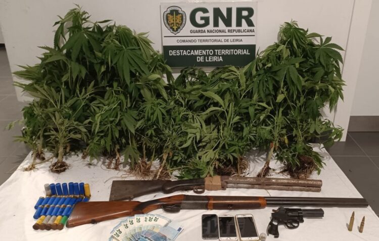 Cultivava canábis em Porto de Mós e foi apanhado em flagrante