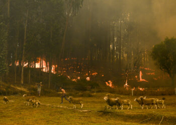 Imagens de uma tarde de inferno às portas de Leiria