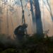 Incêndios de Pombal e Ourém ainda activos, Maceira em vigilância