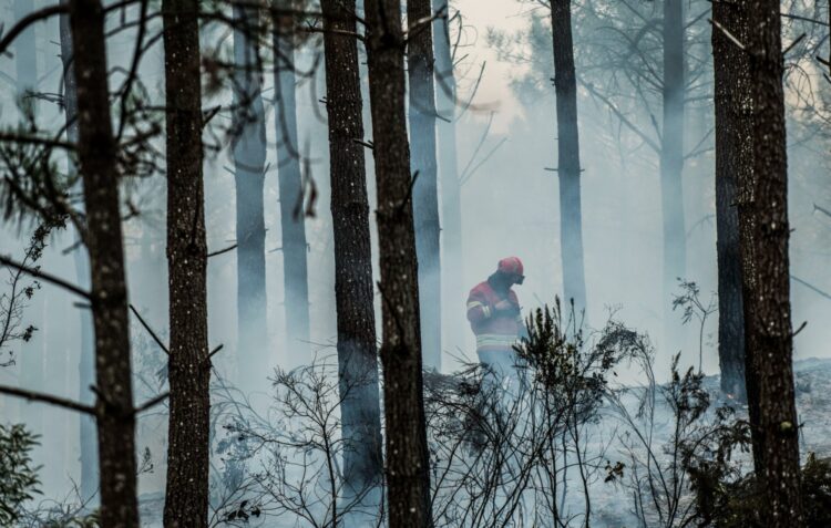 Incêndios de Pombal e Ourém queimaram mais de 3500 hectares
