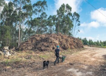 Montanhas de sobrantes inflamáveis acumulam-se em zonas florestais
