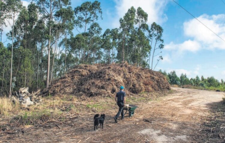 Montanhas de sobrantes inflamáveis acumulam-se em zonas florestais