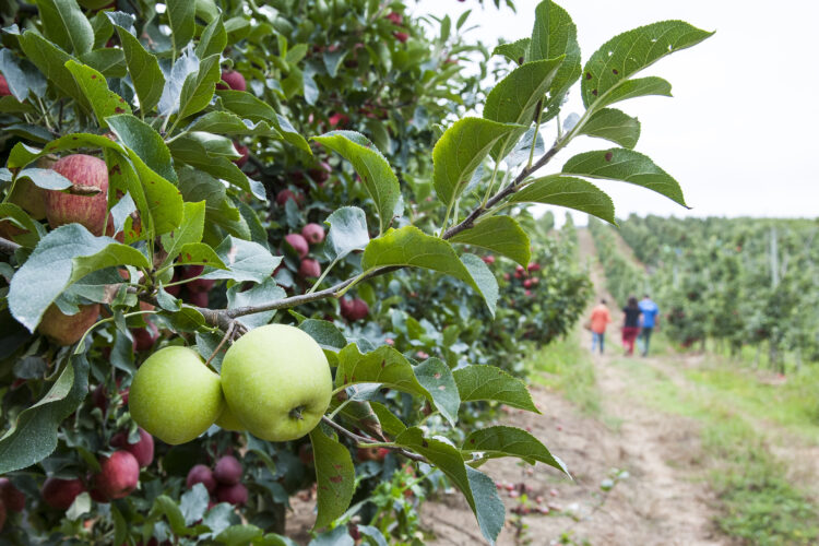 Aprovado projecto de 110 milhões de euros para transformar sector agroalimentar nacional