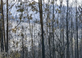 Fogos em Leiria e Ourém resolvidos