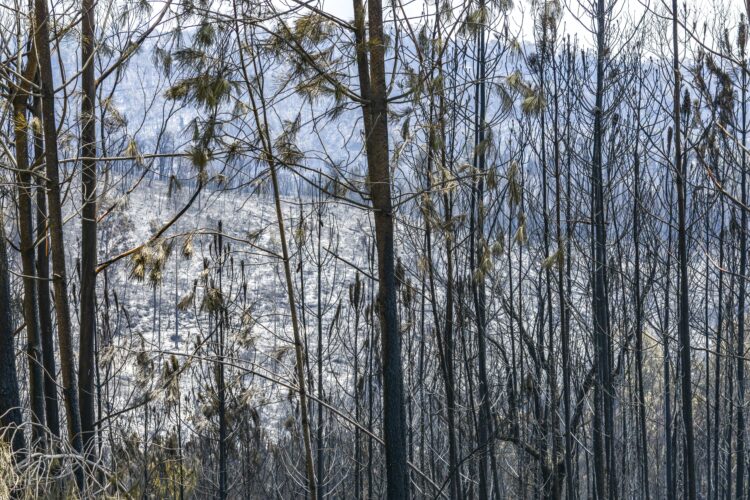 Fogos em Leiria e Ourém resolvidos