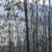 Fogos em Leiria e Ourém resolvidos
