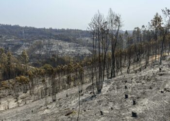 Homem detido por crime de incêndio florestal em São Simão de Litém