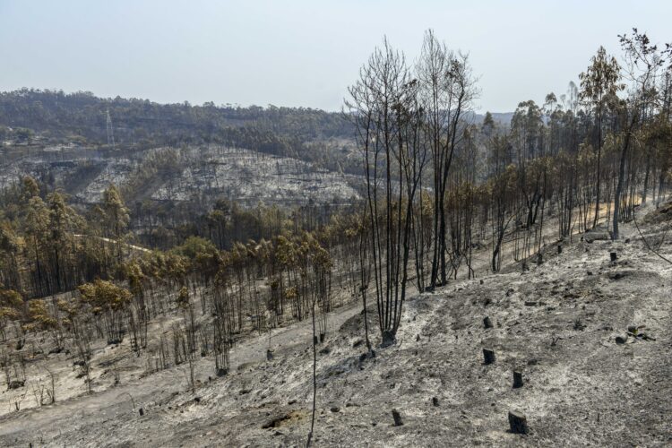 Homem detido por crime de incêndio florestal em São Simão de Litém