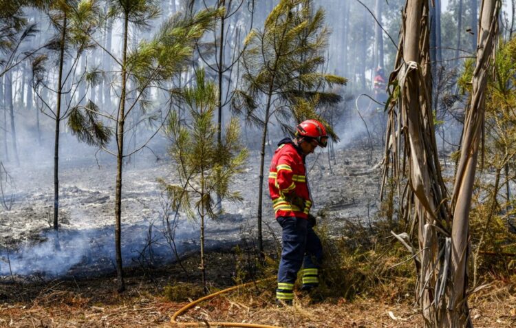 Secretário de Estado da Conservação das Florestas em Pombal para reunir com autarcas cujos municípios arderam
