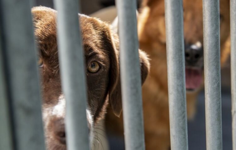 Animais adoptados na pandemia estão a ser abandonados