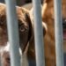 Animais adoptados na pandemia estão a ser abandonados