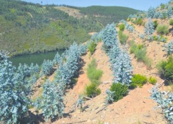 Plantados hectares de eucalipto em área aprovada para medronheiro