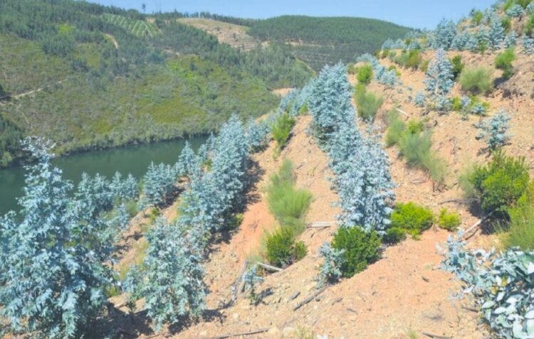 Plantados hectares de eucalipto em área aprovada para medronheiro
