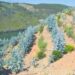 Plantados hectares de eucalipto em área aprovada para medronheiro