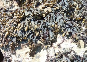 Macroalga de Peniche permite retardar o envelhecimento da pele