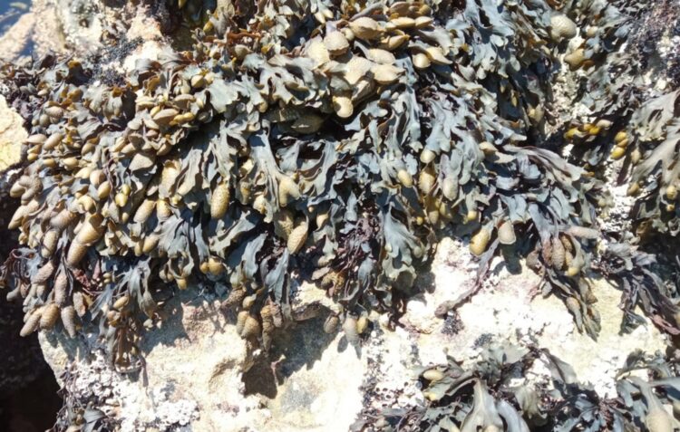 Macroalga de Peniche permite retardar o envelhecimento da pele