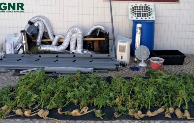 GNR detém suspeito de tráfico de droga no Bombarral