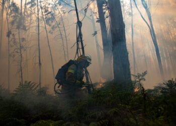 ICNF disponível para apoiar acções de venda de madeira ardida
