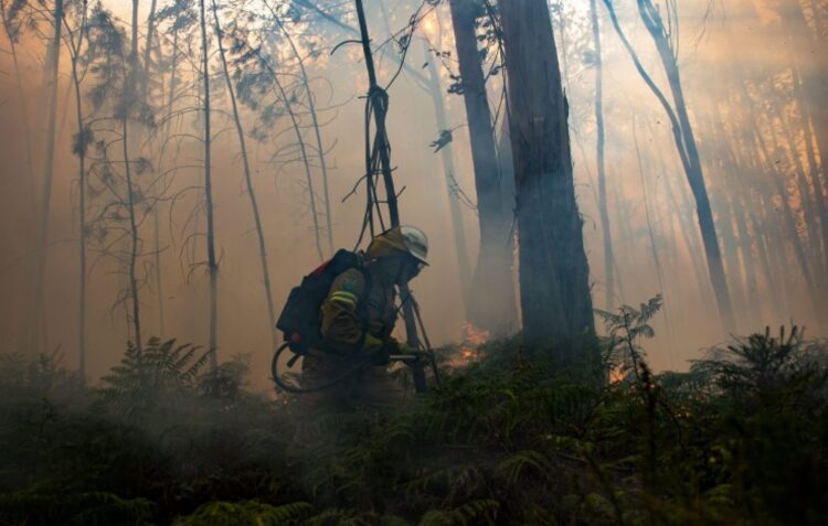 ICNF disponível para apoiar acções de venda de madeira ardida