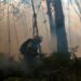 ICNF disponível para apoiar acções de venda de madeira ardida