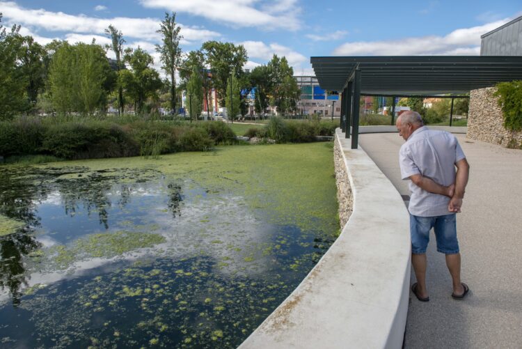 Eutrofização pinta de verde lago do Jardim da Almuinha
