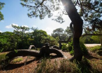 Floresta e biodiversidade dão mote a jornadas em São Pedro de Moel