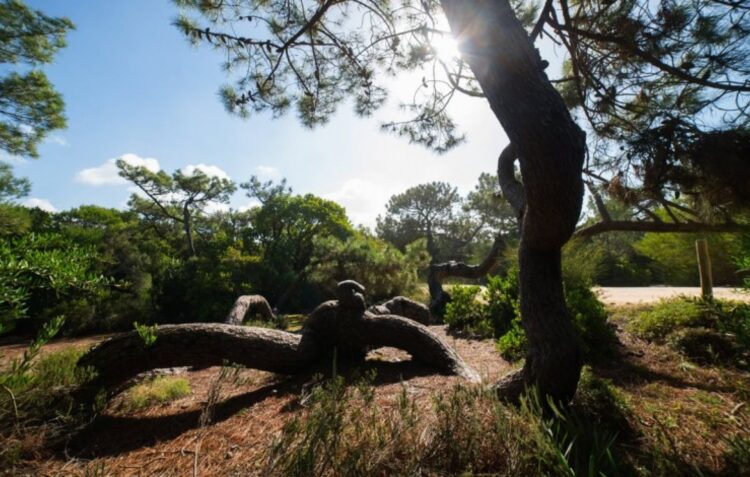 Floresta e biodiversidade dão mote a jornadas em São Pedro de Moel