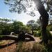 Floresta e biodiversidade dão mote a jornadas em São Pedro de Moel