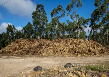 Meirinhas vai criar espaço para receber sobrantes florestais e agrícolas