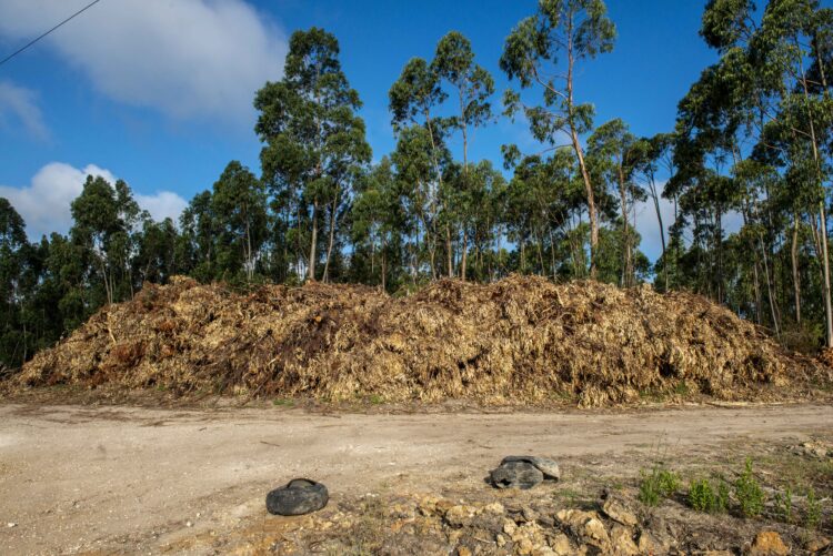 Meirinhas vai criar espaço para receber sobrantes florestais e agrícolas