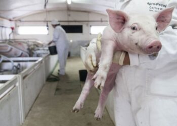 Suinicultores prepararam medidas para sustentabilidade ambiental e social