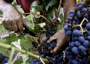 Aumento dos  custos ameaça pequenos produtores de  vinho