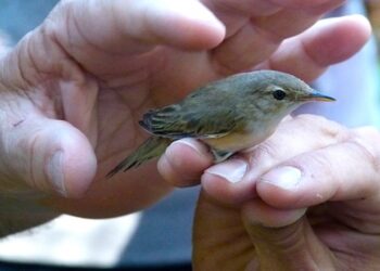 Paul da Tornada realiza acção de anilhagem de aves