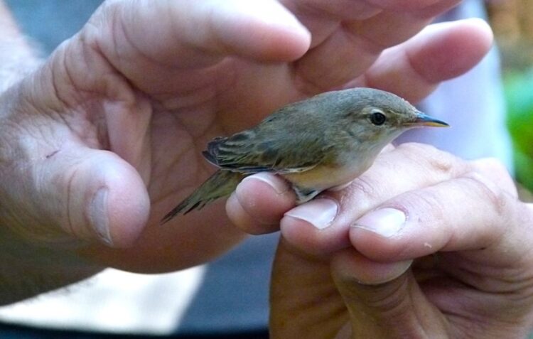 Paul da Tornada realiza acção de anilhagem de aves