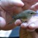 Paul da Tornada realiza acção de anilhagem de aves
